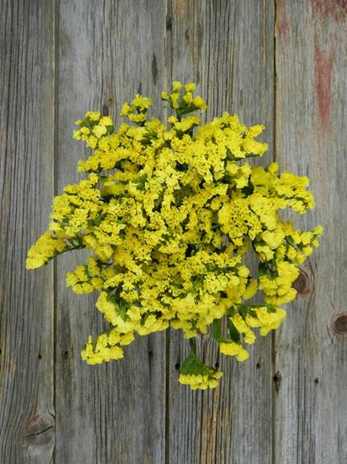 YELLOW TINTED STATICE